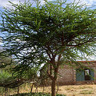 Acacia tree